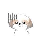 Stickers_Shih Tzu_j シーズースタンプ（個別スタンプ：38）