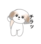 Stickers_Shih Tzu_j シーズースタンプ（個別スタンプ：39）