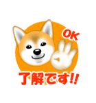 柴犬美都アコちゃんのスタンプだよ。（個別スタンプ：5）