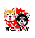 柴犬美都アコちゃんのスタンプだよ。（個別スタンプ：18）