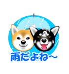 柴犬美都アコちゃんのスタンプだよ。（個別スタンプ：19）