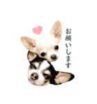 京＆ルナ すたんぷ（個別スタンプ：1）