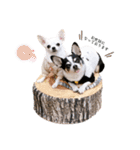 京＆ルナ すたんぷ（個別スタンプ：2）