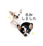 京＆ルナ すたんぷ（個別スタンプ：3）