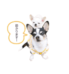 京＆ルナ すたんぷ（個別スタンプ：6）