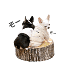 京＆ルナ すたんぷ（個別スタンプ：7）