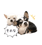 京＆ルナ すたんぷ（個別スタンプ：9）
