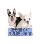 京＆ルナ すたんぷ（個別スタンプ：10）