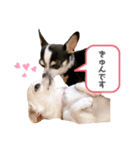 京＆ルナ すたんぷ（個別スタンプ：11）