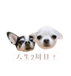 京＆ルナ すたんぷ（個別スタンプ：13）