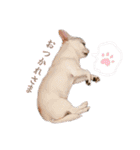 京＆ルナ すたんぷ（個別スタンプ：16）