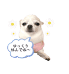 京＆ルナ すたんぷ（個別スタンプ：20）
