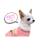 京＆ルナ すたんぷ（個別スタンプ：25）