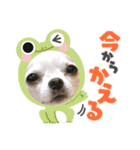京＆ルナ すたんぷ（個別スタンプ：26）