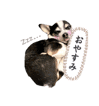 京＆ルナ すたんぷ（個別スタンプ：30）