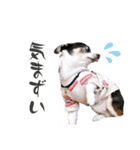 京＆ルナ すたんぷ（個別スタンプ：32）