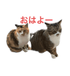 堀越家のゆかいな猫たち（個別スタンプ：10）