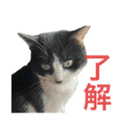 堀越家のゆかいな猫たち（個別スタンプ：16）