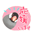 【文鳥】動く！ペットたち（個別スタンプ：1）