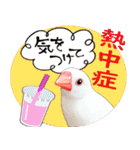 【文鳥】動く！ペットたち（個別スタンプ：11）