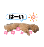 コタロースタンプ5（個別スタンプ：3）