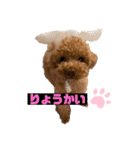コタロースタンプ5（個別スタンプ：5）