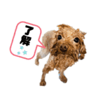コタロースタンプ5（個別スタンプ：6）