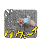 コタロースタンプ5（個別スタンプ：12）