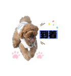 コタロースタンプ5（個別スタンプ：21）