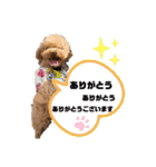 コタロースタンプ5（個別スタンプ：25）
