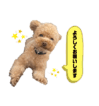 コタロースタンプ5（個別スタンプ：30）