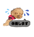 コタロースタンプ5（個別スタンプ：35）
