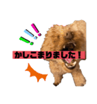 コタロースタンプ5（個別スタンプ：40）