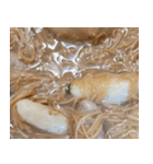 食品シリーズ : カキ入りそうめん #1（個別スタンプ：5）