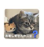 うりきなスタンプ①（個別スタンプ：17）