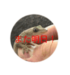 もとくんいきものスタンプ#1（個別スタンプ：4）