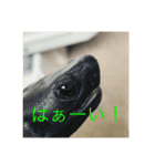 もとくんいきものスタンプ#1（個別スタンプ：10）