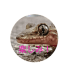 もとくんいきものスタンプ#1（個別スタンプ：16）