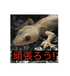 もとくんいきものスタンプ#1（個別スタンプ：24）