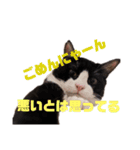 ハチワレぼくちん【日常で使える】（個別スタンプ：8）
