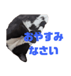ハチワレぼくちん【日常で使える】（個別スタンプ：9）