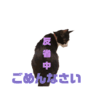 ハチワレぼくちん【日常で使える】（個別スタンプ：11）