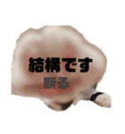 ハチワレぼくちん【日常で使える】（個別スタンプ：14）