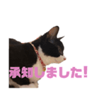 ハチワレぼくちん【日常で使える】（個別スタンプ：16）