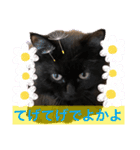 黒猫 ルナ院長42にゃんめ（個別スタンプ：1）