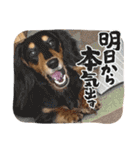 きちそらスタンプ（個別スタンプ：31）