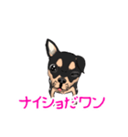 チワワのイトくん（個別スタンプ：15）