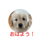ゴールデンレトリバーらむ（個別スタンプ：1）