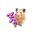 HamPacino（ハムパチーノ） 2（個別スタンプ：8）