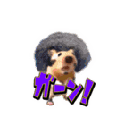 HamPacino（ハムパチーノ） 2（個別スタンプ：10）